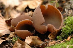 Thick, orange fungi peziza spec. growing in a cup-like shape. They are on the ground among leaves and moss