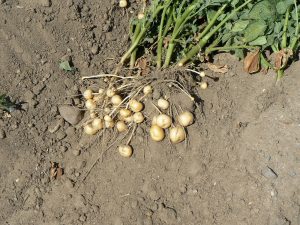Uprooted, small white potatoes