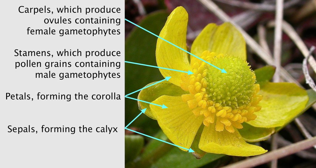 Labeled yellow flower, the center has green carpels, which produce ovules containing female gametophytes, stamens around the center are yellow and produce pollen grains containing male gametophytes, the petals surround the stamens, they are a lighter yellow and form the corolla, and around sepals forming the calyx