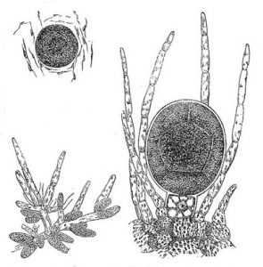 An illustration of egg and sperm producing structures