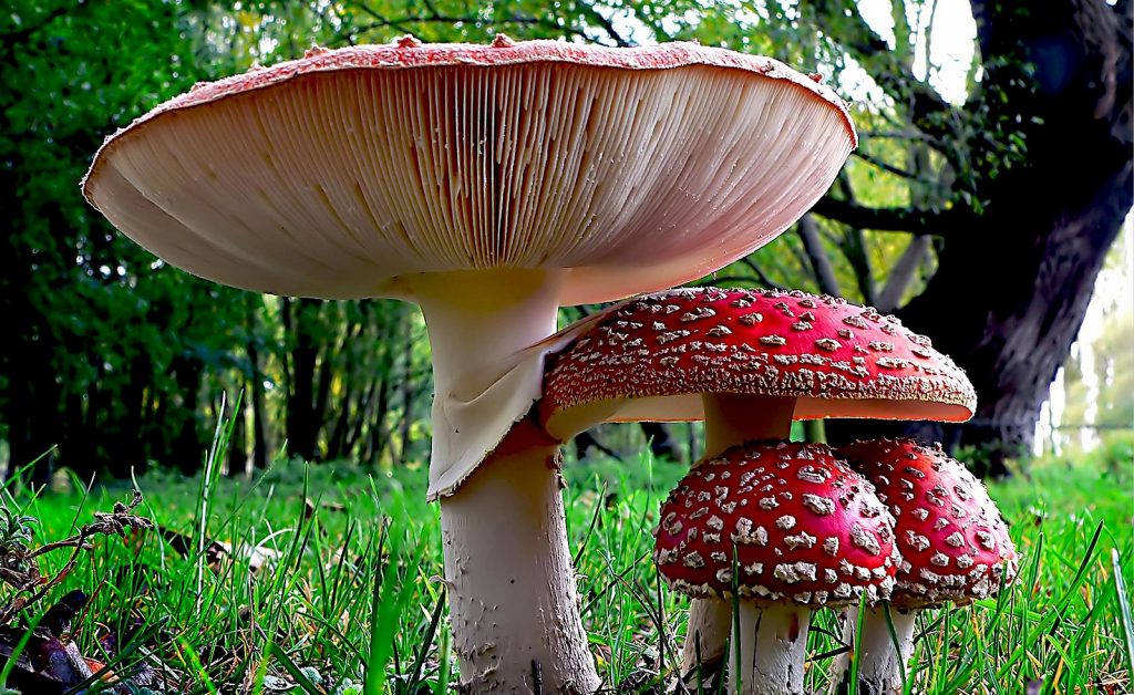 The fly agaric mushroom, with gills prominent. The caps are bright red with white dots
