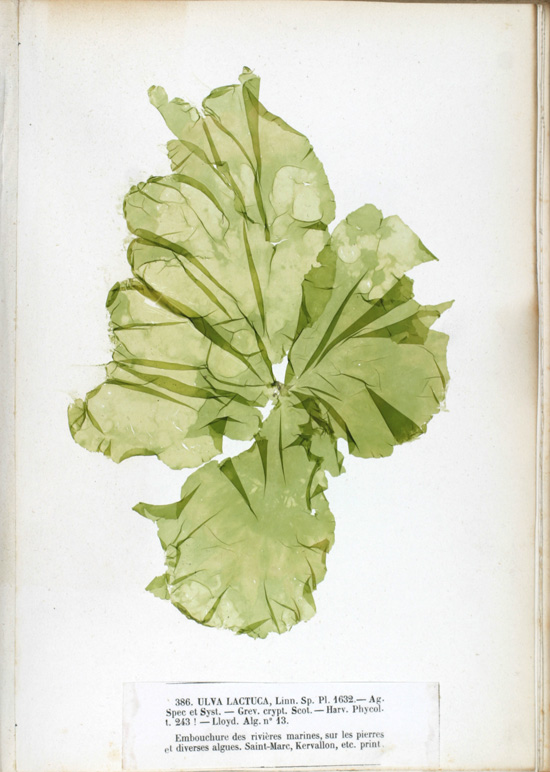 Photo of Ulva lactuca, the leaf is thin and transluscent green, with many folds a ragged edges