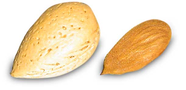 Large, paler almond 'nut', enclosing a single seed, those seeds are smaller and darker brown shown to the right