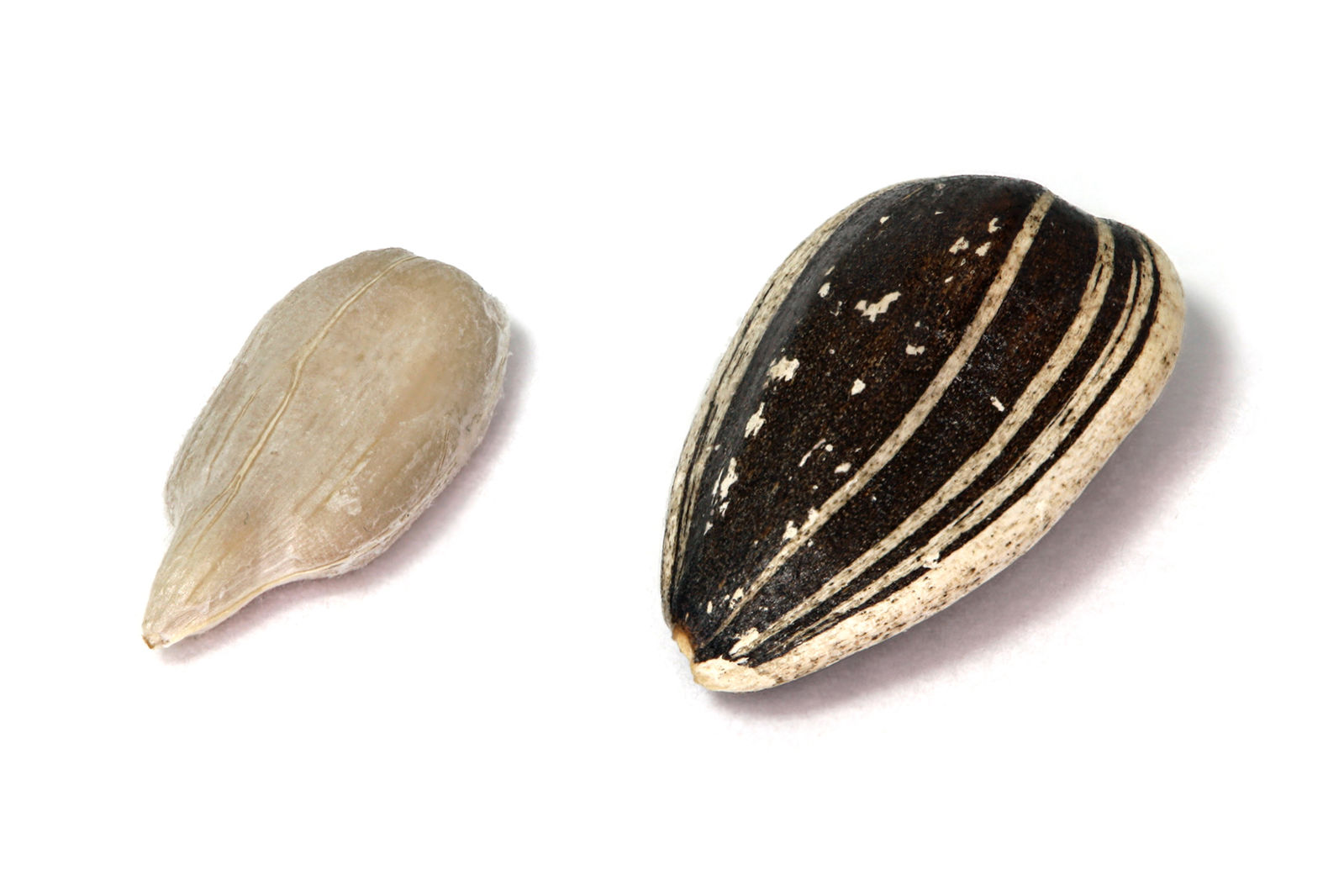 A sunflower seed is smaller and white shown on the left, and the entire sunflower fruit on the right. The fruit is black with white lines.