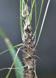 Loose smuts of barley, they are covered in dirt