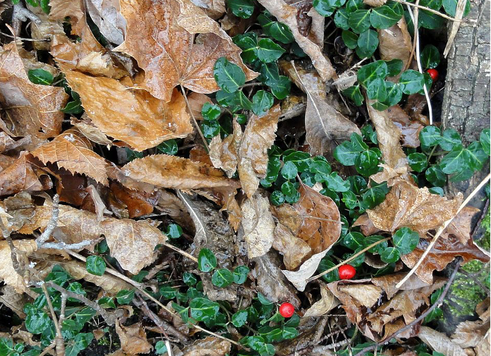 Berries growing amidst live dark green leaves and dead brown leaves