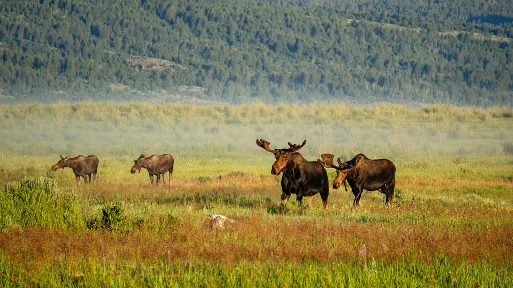 A feild of grass with mountains in the background. In the foreground two adult moose and two adolescent moose graze