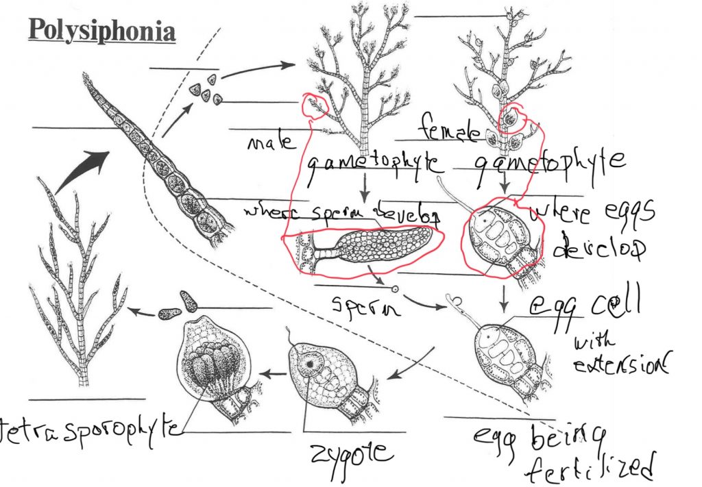 oedogonium life cycle