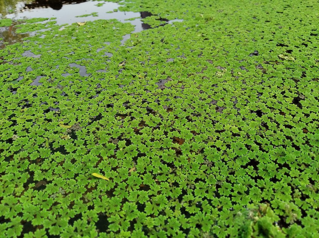 The Azolla fern has leaves floating on the water surface