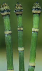 Three horsetails, with a notch of yellow evenly spaced up until a top with a big head