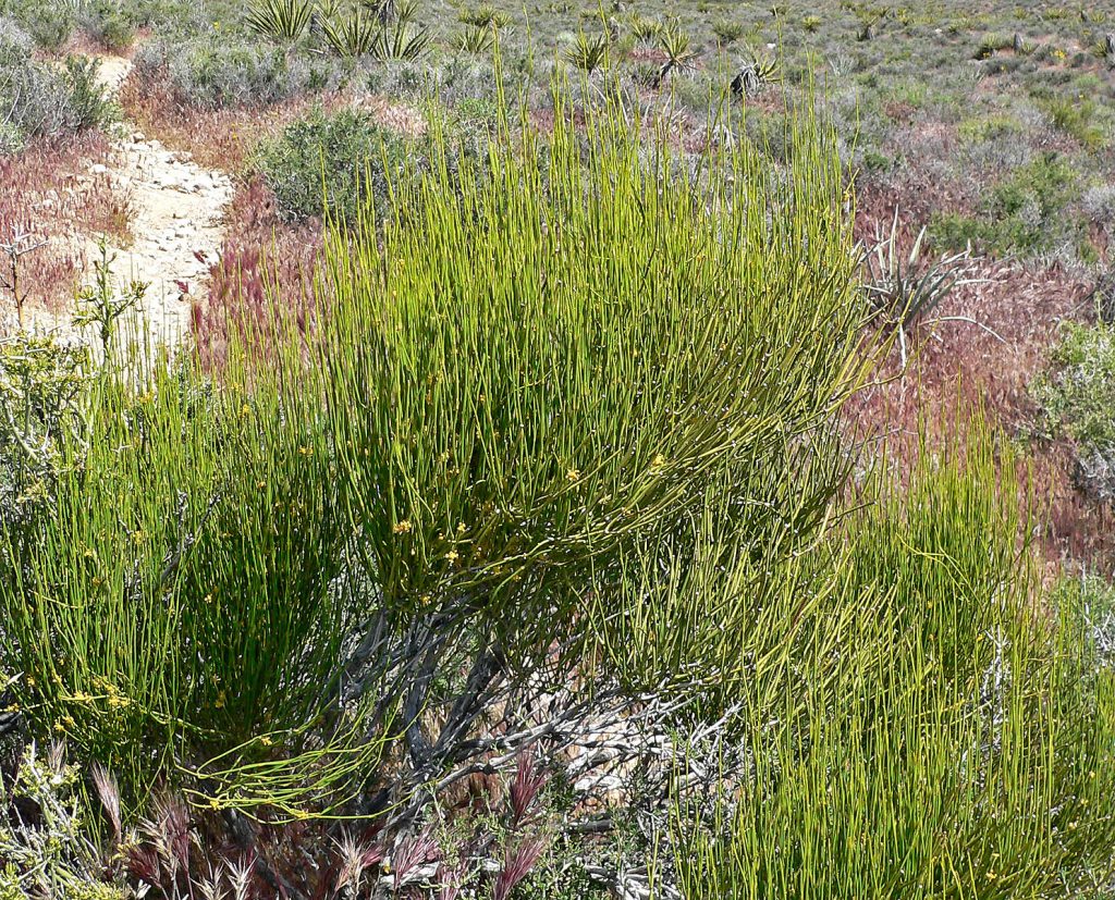 Ephedra growing as a many branched, green shrub