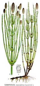 illustration of horsetail branching off of one original rhizom