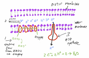 Chapter 19: Cellular Respiration – Inanimate Life