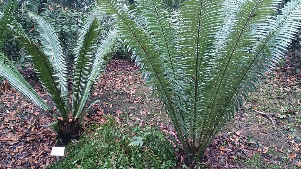 Two cycads growing side by side, they are about a meter or two in length and have the typical dark green pinnately compound leaf