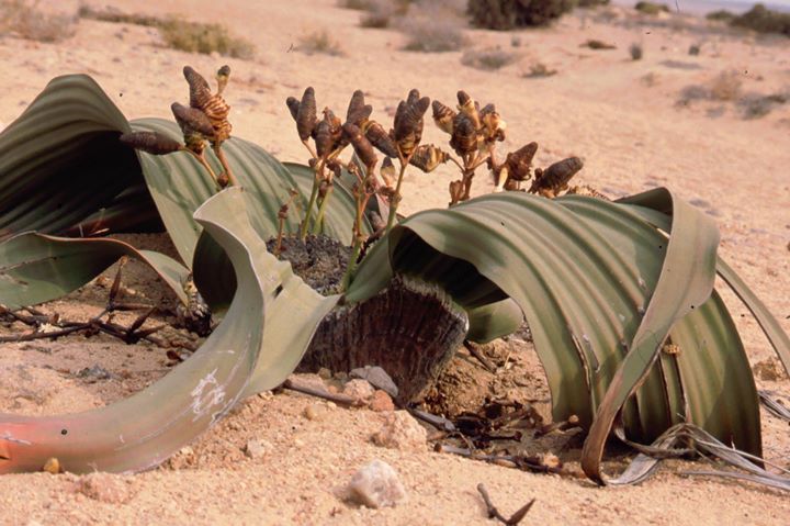 The welwitcha has two leaves which grow from the base, long and strap-like with and ae shredded. In the center there are several growths in the center.