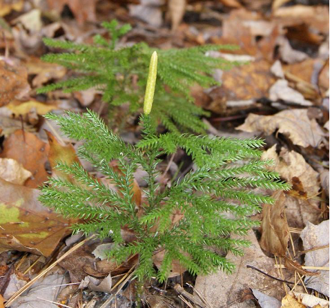 The clubmoss grows with its pointy, needly green leaves. It is on the forest floor with leaves around it.