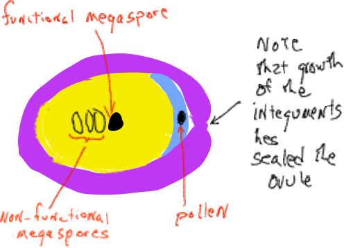 the pollen is pased into the cell, note that the growth of the intequments has sealed to ovular, there is a functional megaspore and several non-functional megaspores
