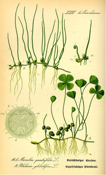 Two illustrations of aquatic ferns, the first grows upward stems, the second grow upward into clovers
