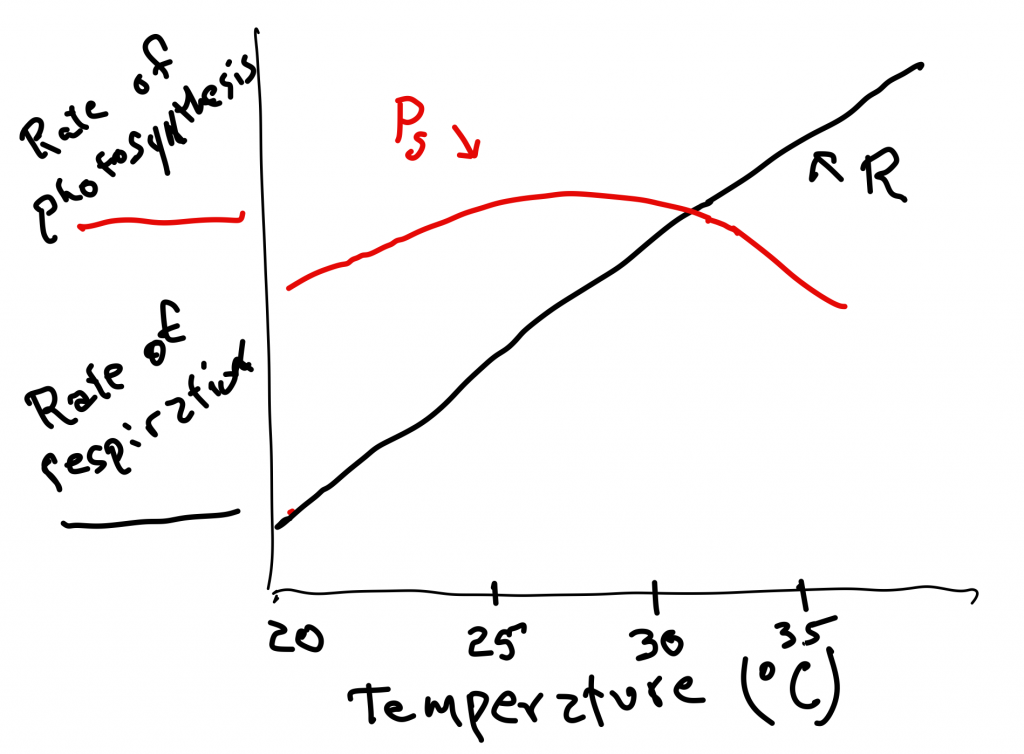 a graph showing the rate of respiration growing as temperatures rise, with the rate of photosynthesis also shown as a bell curve as temperature rises.