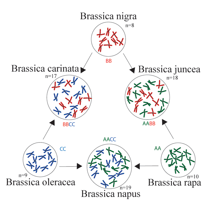 Brassica nigra (n=8) BB, Brassica carinata (n=17) BBCC, Brassica juncea (n+8) AABB, Brassica oleracea (n+9) CC, Brassica napus (n=19) AACC, Brassica rapa (n+10) AA