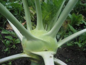 a large circular green bulb with branching stems