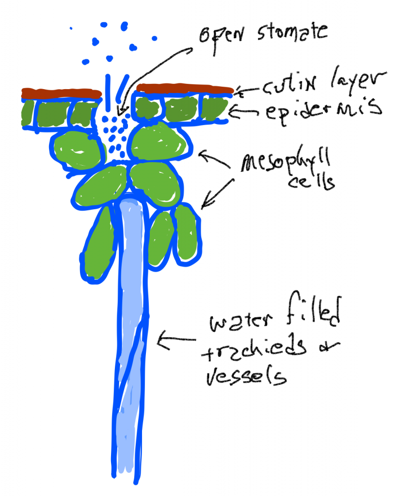 diagram illustrating the water villed tracheids or vessels that enter mesophyll cells, the epidermis and culin layer of a plants, and the open stomate releasing water