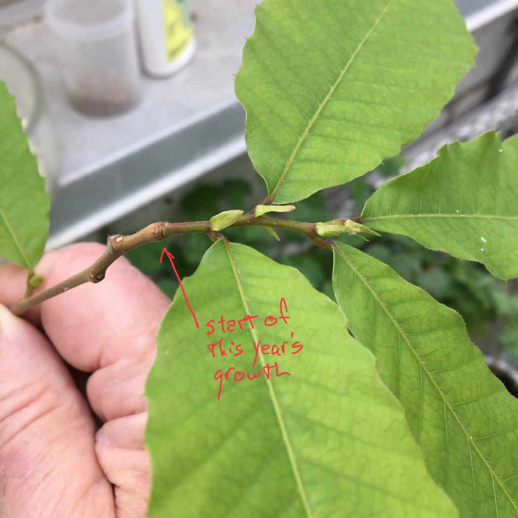 Chapter 25 Plant growth—patterns, limitations and models Inanimate Life