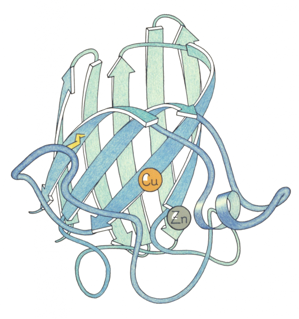 Ribbon diagram of Cu,Zn superoxide dismutase subunit from the first crystal structure (PDB file 2sod). Cu,Zn SOD is a Greek key beta-barrel enzyme that protects against damage from the O-- radical. Active-site copper and zinc are labeled, and disulfide is a yellow zigzag.