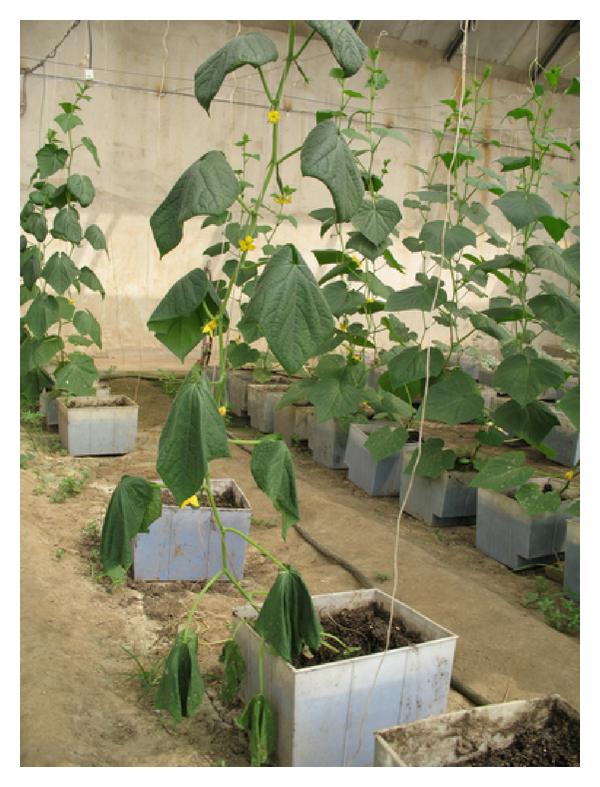 A tall cucumber plant with blossoms that is wilting.