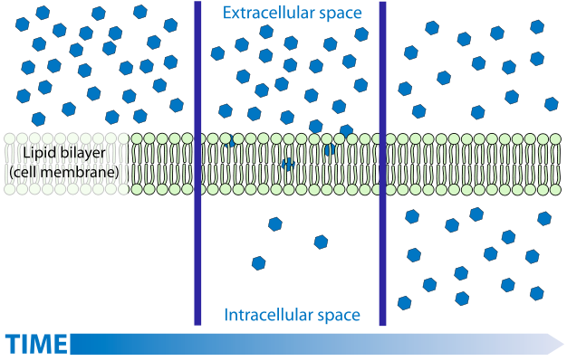 Graphic showing molecules in extracellular space in high concentration, then passing through a lipid bilayer (cell membrane) into intracellular space over time.