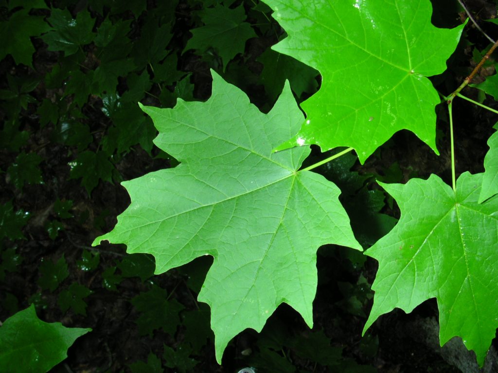 three green sugar maple leaves