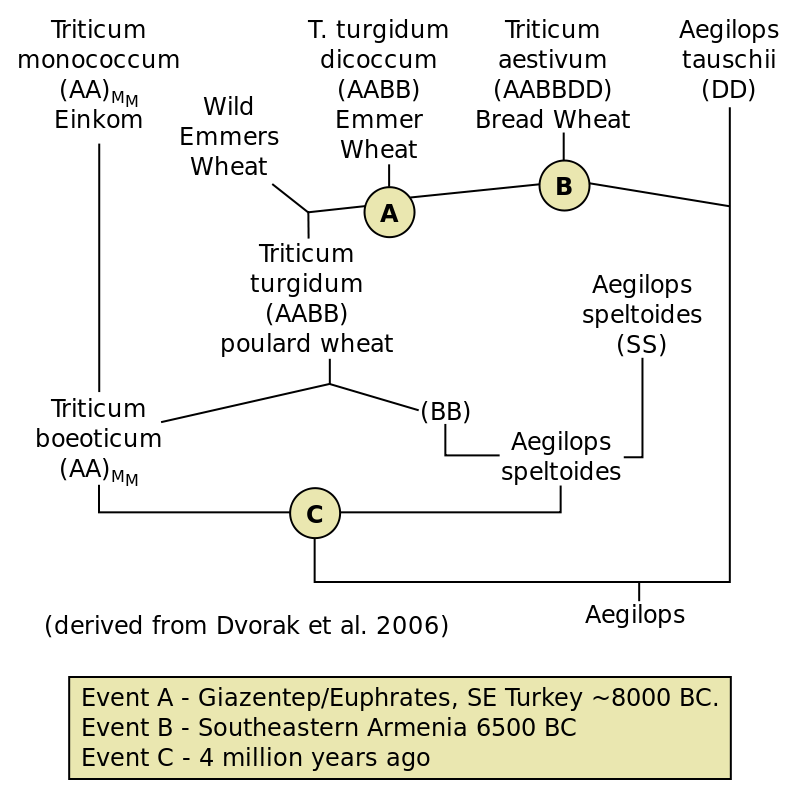 Diagram showing different varieties of wheat and their associated dates of origin, including T. trugidum dicoccum at ~8000 BC and Triticum aestivum in 6500 BC.