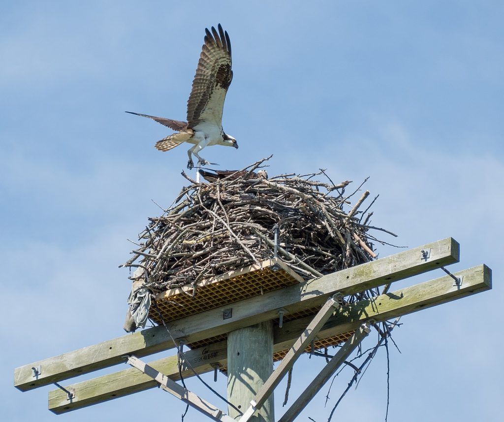 Bird constructing his next on a wooden blank with sticks