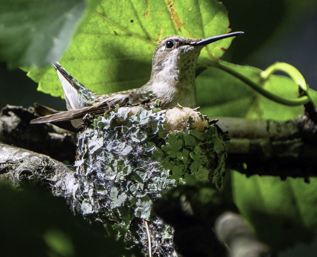 A female Ruby-throated hummingbird in the process of nest building