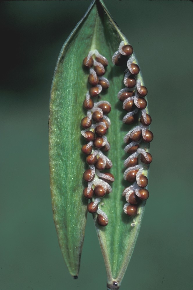 two pods with seeds