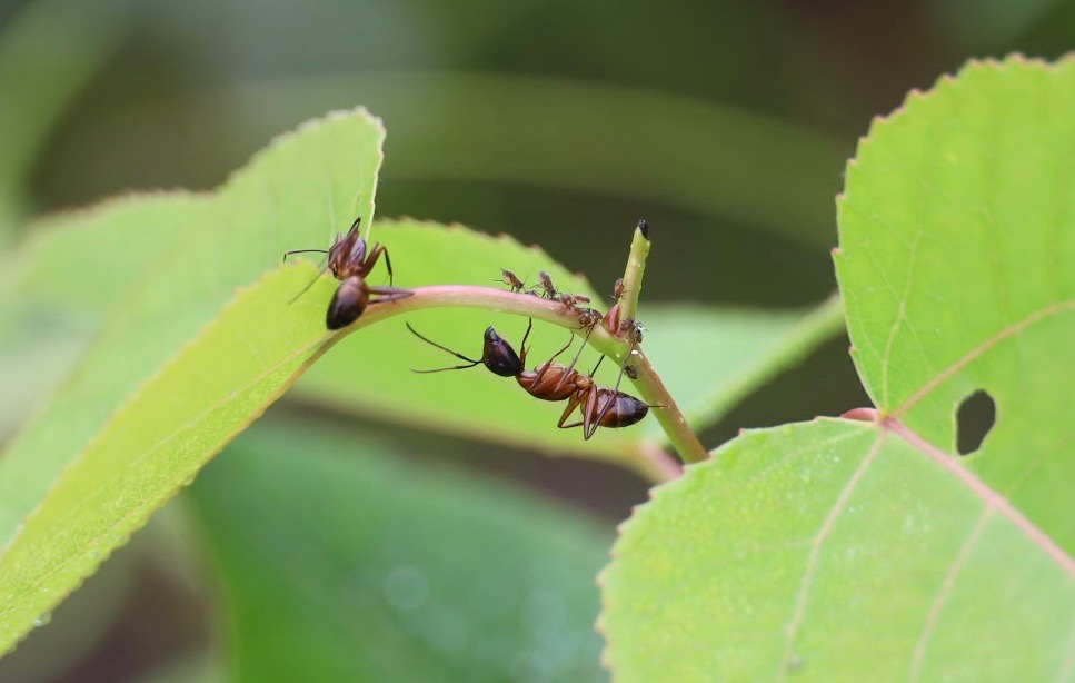 Ants crossing from one leaf to another