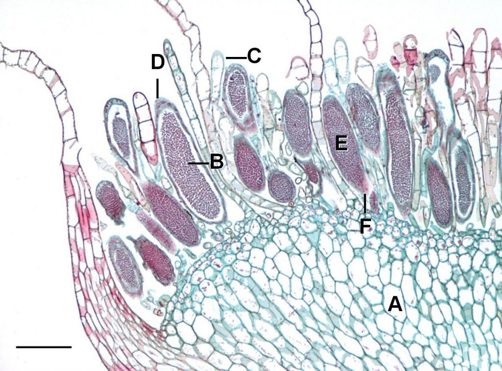 Transverse section of the antheridial head of Mnium after opening. The antheridium can be seen filled with spores ready to be released. A-Male gametophyte, B-Antheridium, C-Paraphyses, D-Sterile jacket, E-Spermatogenous tissue, F-Stalk. Scale = 0.2mm.