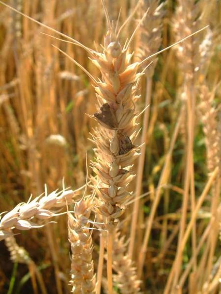 a close up of a wheat