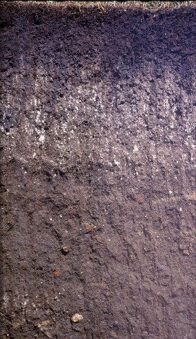 soil cross section showing dark soil at the top, then white flecked soil, and then rockier brown soil.