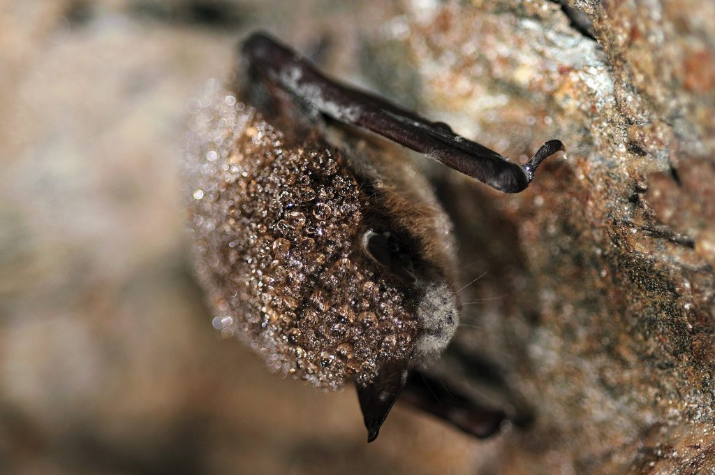 A close up on the fuzzy, brown face of a dead bat. The top of the hairs on it's body are white