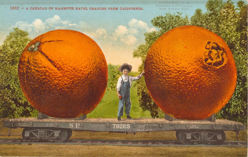 A 1910 postcard featuring a carload of mammoth navel oranges from California