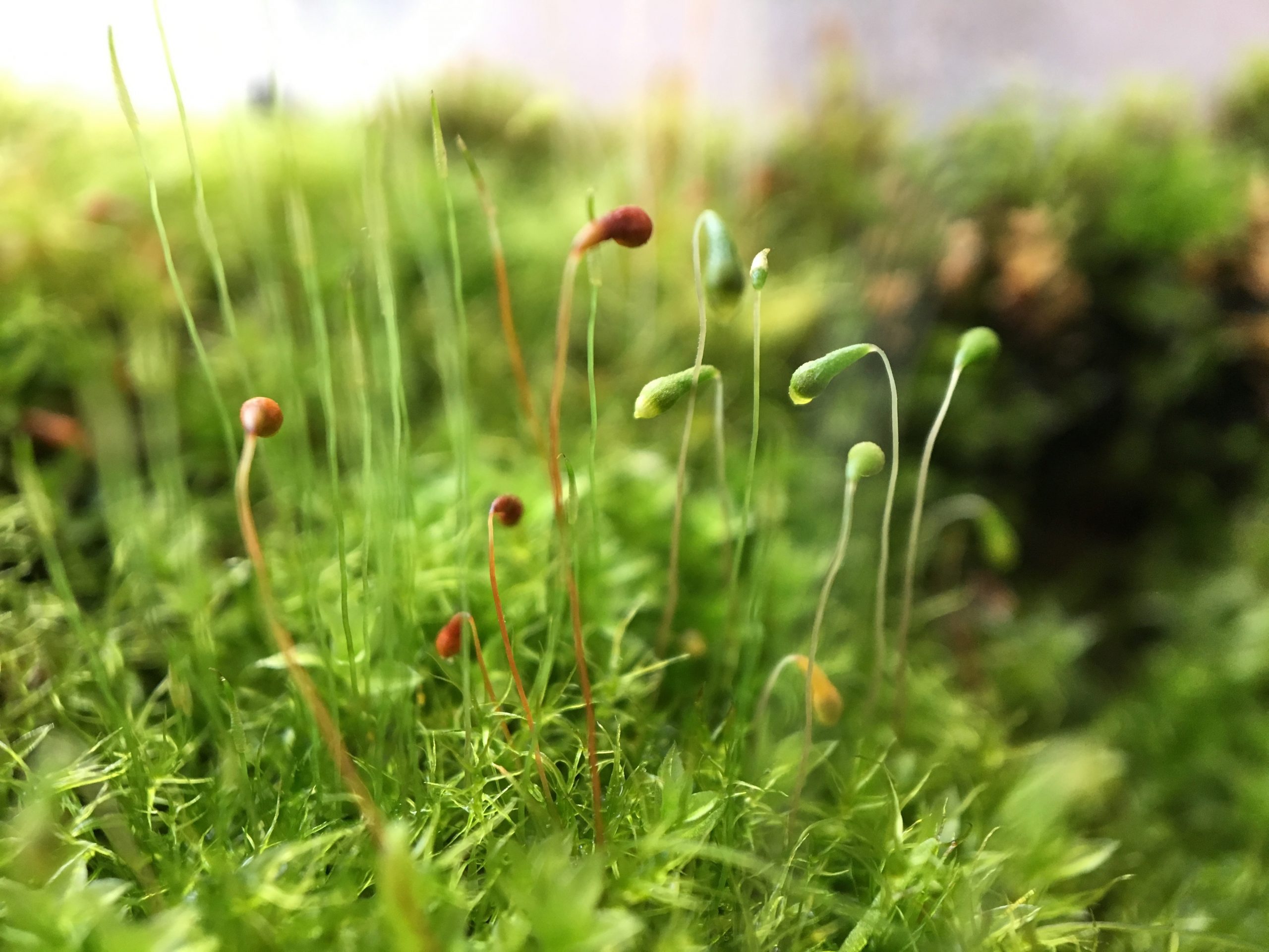 close up of moss spores