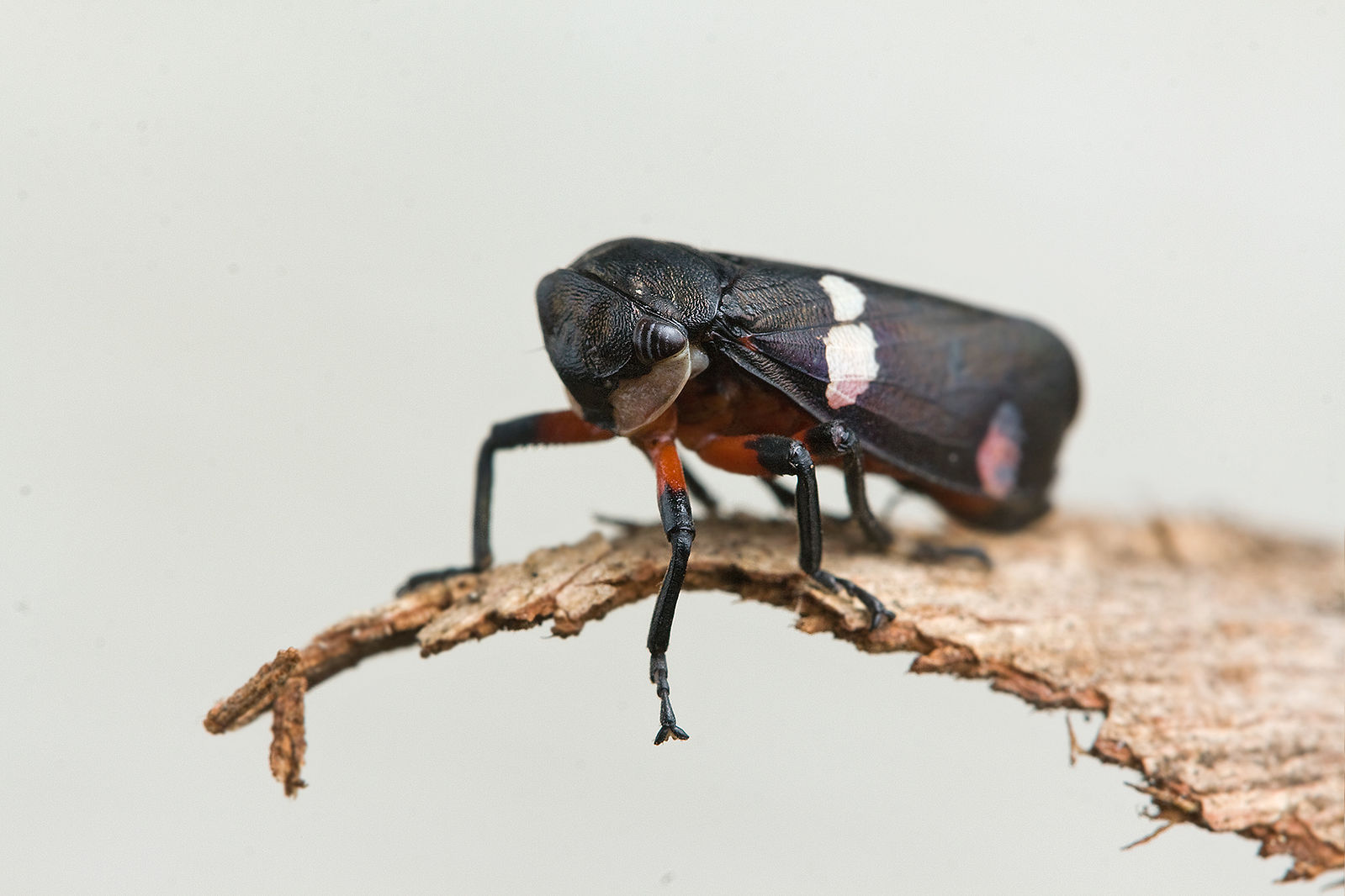 a black leaf hopper on a piece of bark