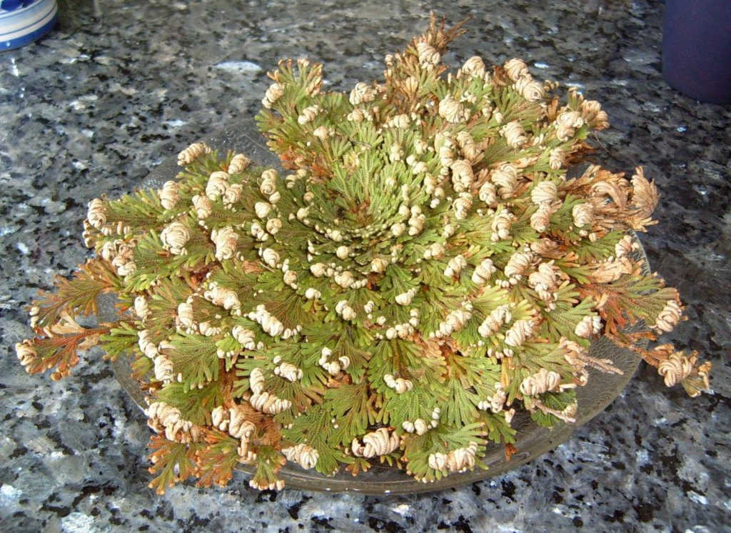 Green and hydrated desert clubmoss, the edges of the leaves are a bit brown