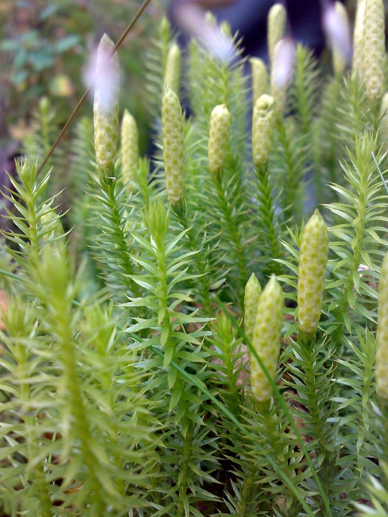 several growths of a bright green clubmoss with needlelike leaves, at the top of each shoot is a cone-like cluster on top