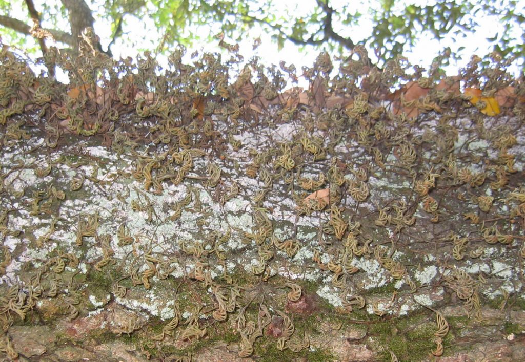 Pleopeltis polypodioides fern in desiccated state