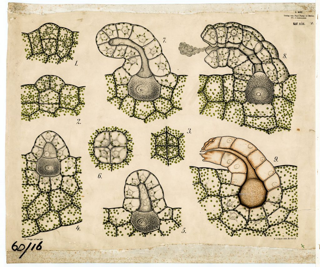 The flask-shaped female organ in lower order plants (mosses for instance)^ containing the ovum or female gamete at its base.