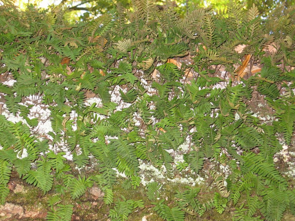 Pic of Pleopeltis polypodioides ferns in moist state