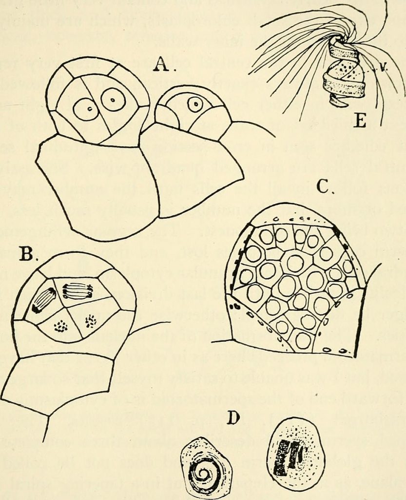 Onoclea struthiopteris. Development of the antheridium. A-C, Verticalsection, X6oo; D, two nearly ripe sperm cells; E, free spermtatozoid, X about 1200