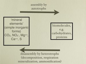 a diagram that follows 'mineral elements' (simple inorganic forms) CO2, NO3-, Mg++, Ca++, S to (assembly by autotrophs) biomolecules, e.g. carbohydrates, proteins back to the beginning (disassembly by hetertrophs (decomposition, respiration, mineralization, ammonification)